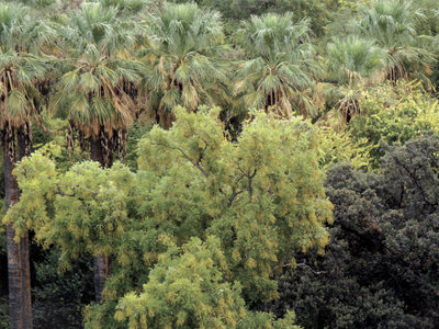 Μελέτη για Μητροπολιτικό πάρκο γύρω από τον Ιλισό
